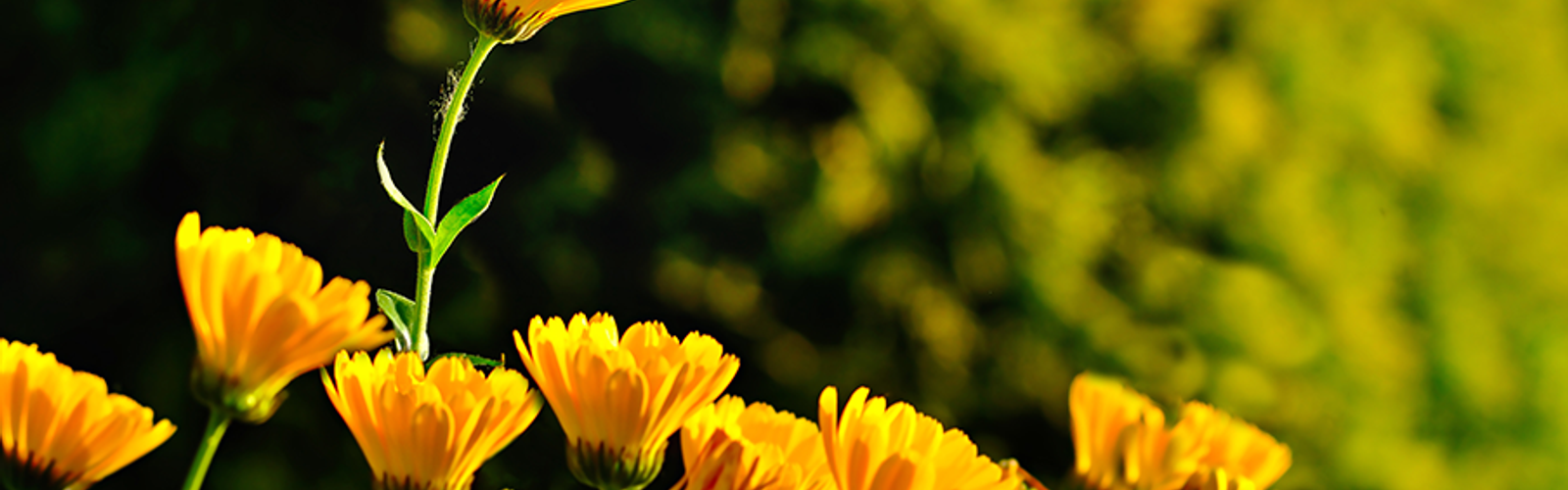Spring_flowers (bs414644303)_.png