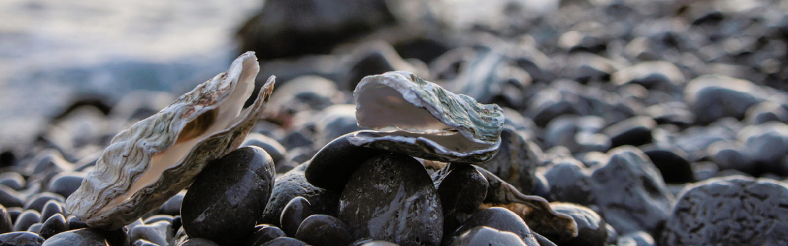 world is your oyster.png