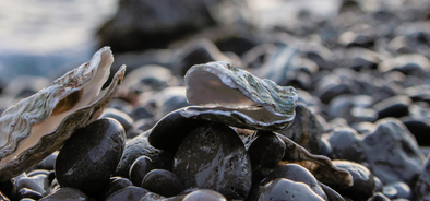 world is your oyster.png