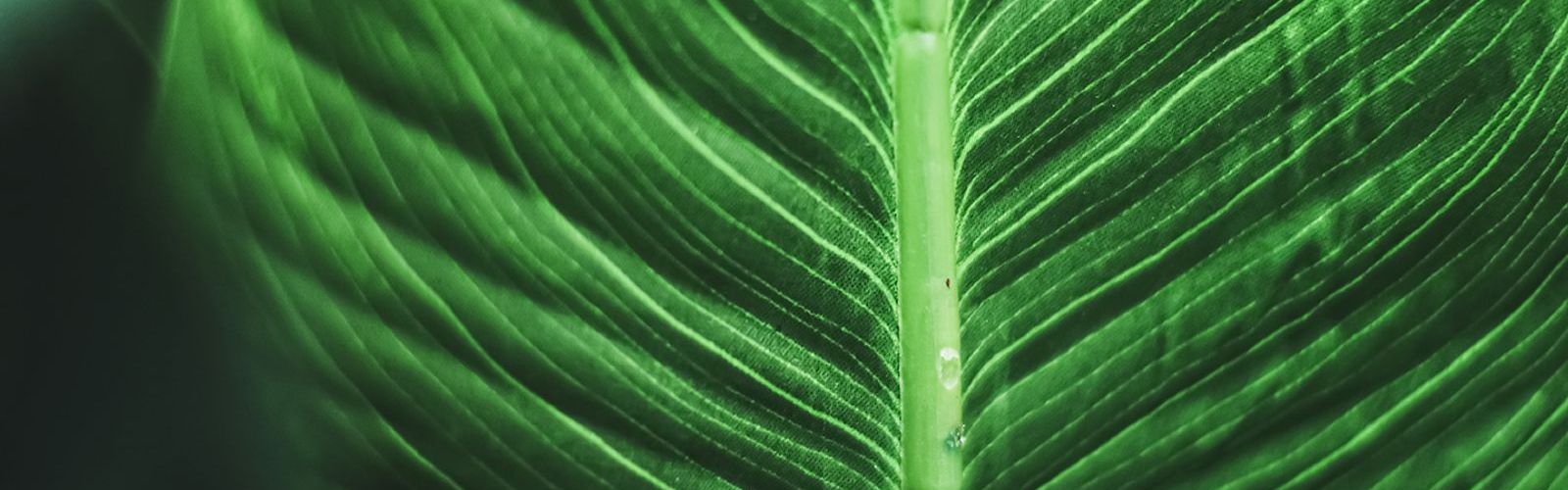 Green_leaf (bs412730164) .jpg