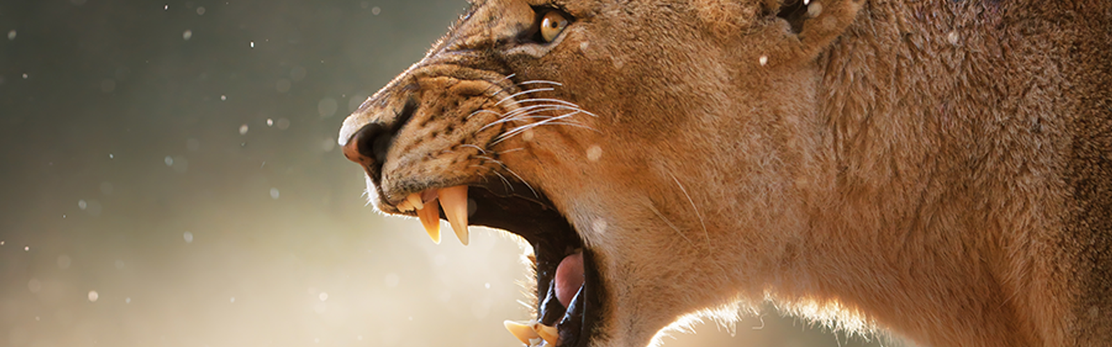 Lion (bs21259619).png