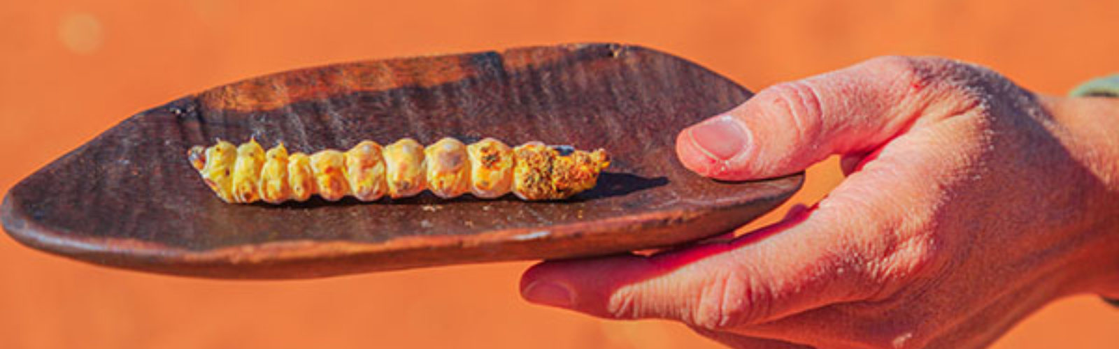 catapiller on a leaf(bs335296528)_web.jpg 1