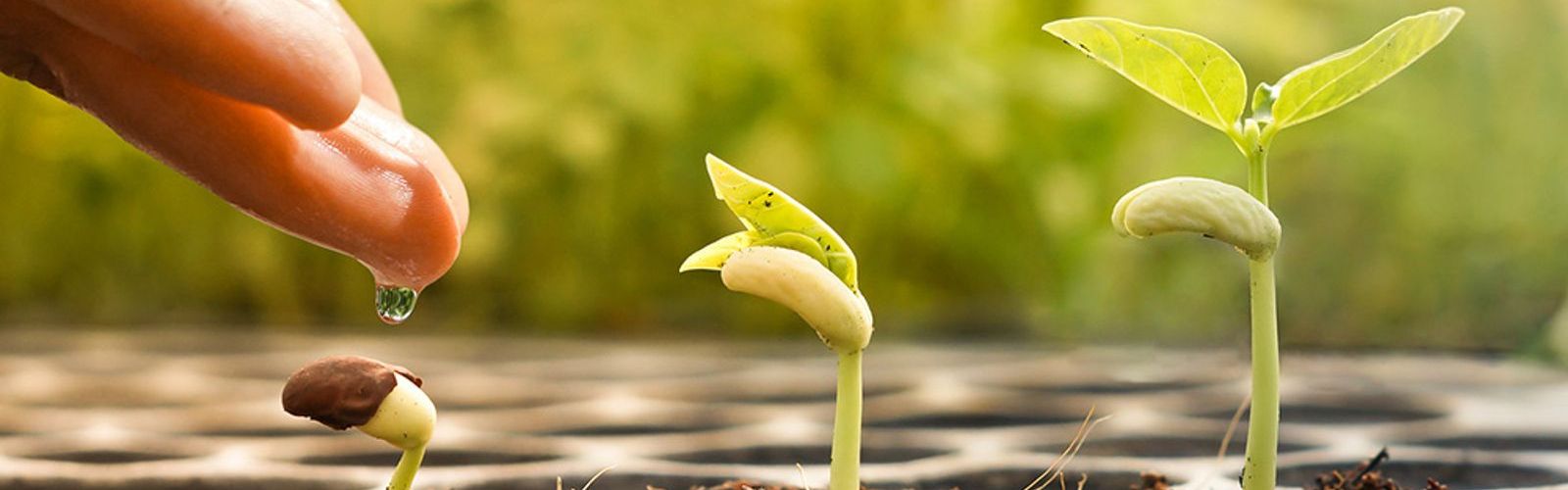 seedling growing with help (bigstock 119218178)_cropped.jpg