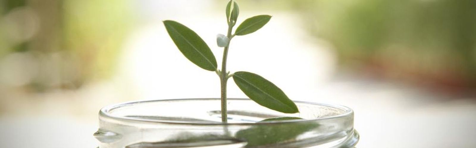 top of money pot with leaves growing_320279426_web.jpg