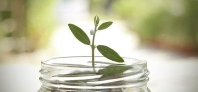 top of money pot with leaves growing_320279426_web.jpg