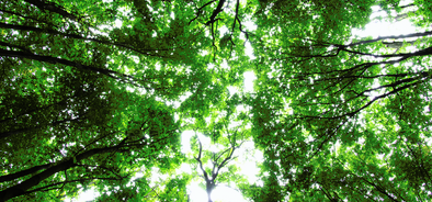 Tree Certificates.png